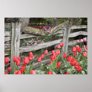 WA, Skagit Valley, Roozengaarde Tulip Garden Poster