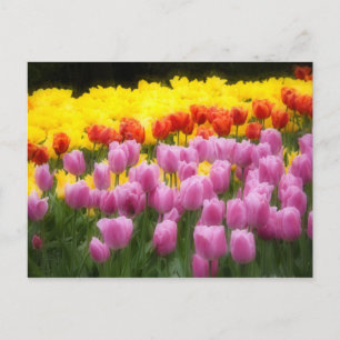 WA, Skagit Valley, Roozengaarde Tulpen tuin, 2 Briefkaart