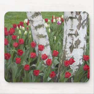 WA, Skagit Valley, Roozengaarde Tulpen tuin Muismat