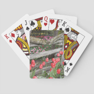 WA, Skagit Valley, Roozengaarde Tulpen tuin, Pokerkaarten