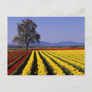 WA, Skagit Valley, Skagit Valley Tulp 2 Briefkaart