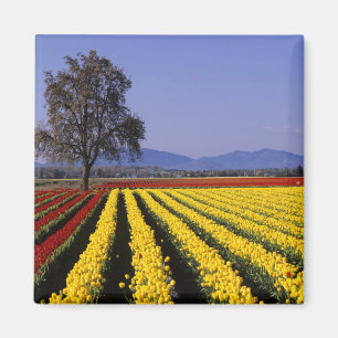 WA, Skagit Valley, Skagit Valley Tulp 2 Magneet