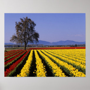 WA, Skagit Valley, Skagit Valley Tulp 2 Poster