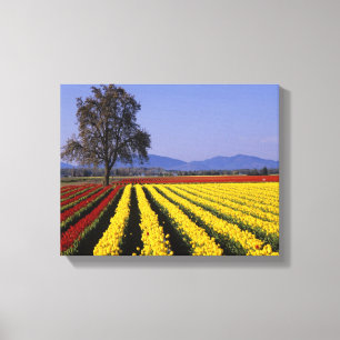 WA, Skagit Valley, Skagit Valley Tulp Canvas Afdruk