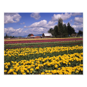 WA, Skagit Valley, Skagit Valley Tulp Foto Afdruk