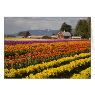 WA, Skagit Valley, Tulip fields in bloom