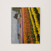 WA, Skagit Valley, Tulip fields in bloom Legpuzzel (Verticaal)