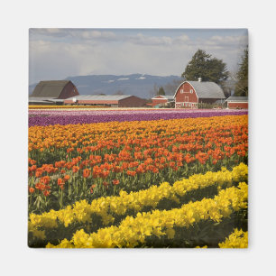 WA, Skagit Valley, Tulip fields in bloom Magneet