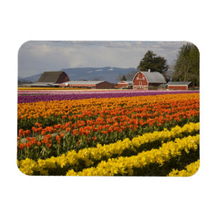 WA, Skagit Valley, Tulip fields in bloom Magneet