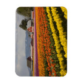WA, Skagit Valley, Tulip fields in bloom Magneet (Verticaal)