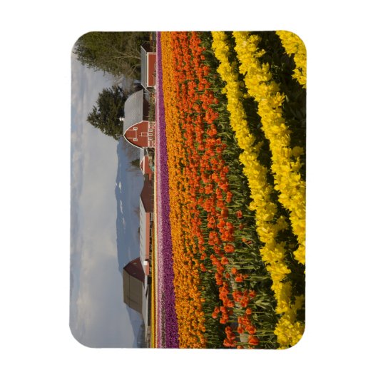 WA, Skagit Valley, Tulip fields in bloom Magneet (Verticaal)
