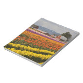 WA, Skagit Valley, Tulip fields in bloom Notitieblok (Gedraaid)