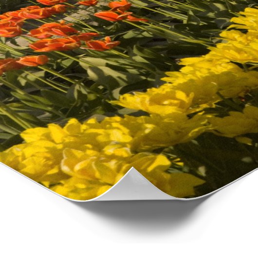 WA, Skagit Valley, Tulip fields in bloom Poster (Hoek)