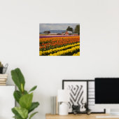 WA, Skagit Valley, Tulip fields in bloom Poster (Thuiskantoor)