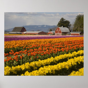 WA, Skagit Valley, Tulip fields in bloom Poster