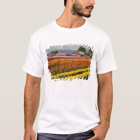 WA, Skagit Valley, Tulip fields in bloom T-shirt (Voorkant)