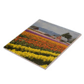 WA, Skagit Valley, Tulip fields in bloom Tegeltje (Zijkant)