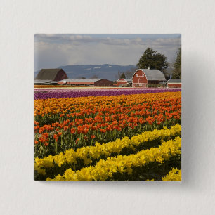 WA, Skagit Valley, Tulip fields in bloom Vierkante Button 5,1 Cm