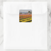 WA, Skagit Valley, Tulip fields in bloom Vierkante Sticker (Tas)