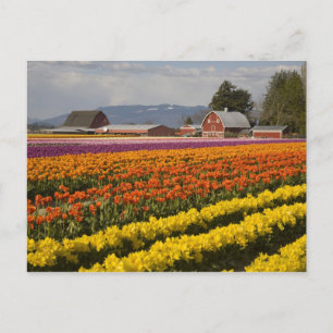 WA, Skagit Valley, Tulpenvelden in bloei, bij Briefkaart