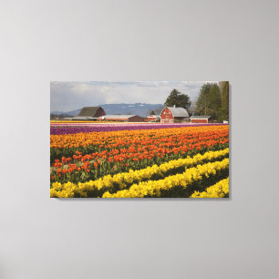 WA, Skagit Valley, Tulpenvelden in bloei, bij Canvas Afdruk