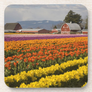WA, Skagit Valley, Tulpenvelden in bloei, bij Onderzetter
