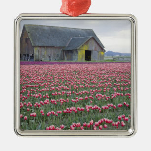 WA, Skagit Valley, Tulpveld en Schuur Metalen Ornament