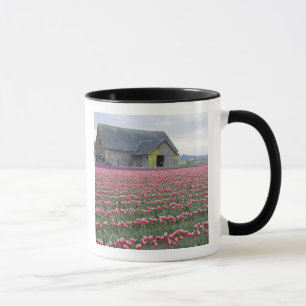 WA, Skagit Valley, Tulpveld en Schuur Mok