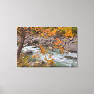WA, Wenatchee National Forest, Esdoorn en Canvas Afdruk