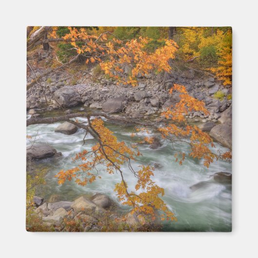 WA, Wenatchee National Forest, Maple Tree en Magneet (Voorkant)
