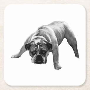 waakzaam bulldog-Onderzetter Vierkante Kartonnen Onderzetter