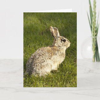 Waakzame Buuny Feestdagen Kaart
