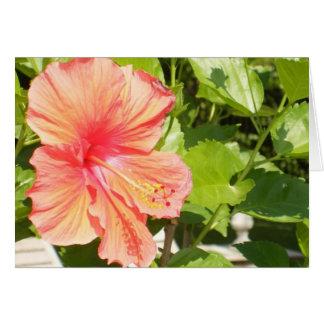 Waar bloemen bloeien, is hoop ook.