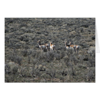 Waar de antilope speelt