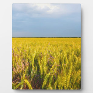 Waar het graan danst met de wind - Wilde natuur Fotoplaat