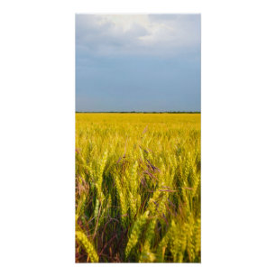 Waar het graan danst met de wind - Wilde natuur Perfect Poster