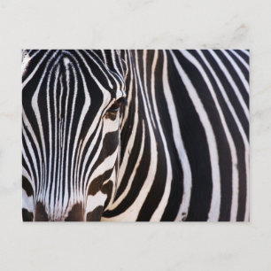 Waar is de Zebra? Briefkaart