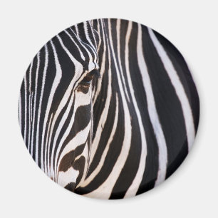 Waar is de Zebra? Magneet