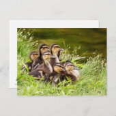 Waar is mama? briefkaart (Voorkant / Achterkant)