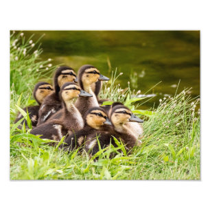 Waar is mama? foto afdruk