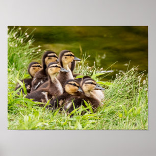 Waar is mama? poster