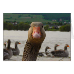 Waar kijk je naar? (Goose Funny Face)