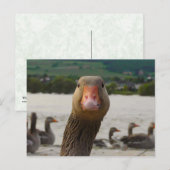 Waar kijk je naar? (Goose Funny Face) Briefkaart (Voorkant / Achterkant)