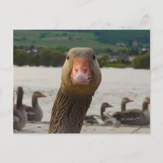 Waar kijk je naar? (Goose Funny Face) Briefkaart (Voorkant)