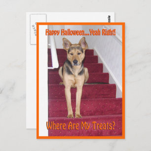 Waar zijn mijn behandelingen GSD Dog Halloween? Briefkaart