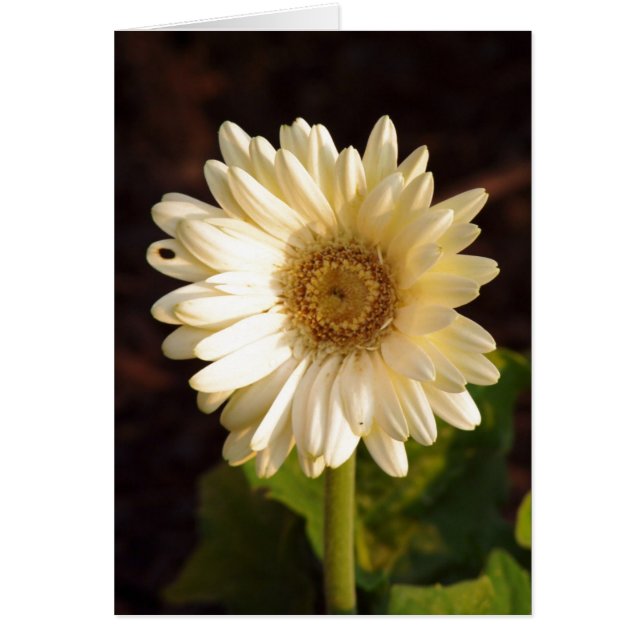 waargenomen onvolkomenheden (Voorkant)