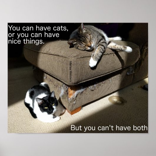 Waarheid over katten Meme poster (Voorkant)