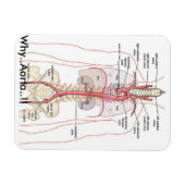 WAAROM...Aorta..!! Aorta-anatomie Magneet (Horizontaal)