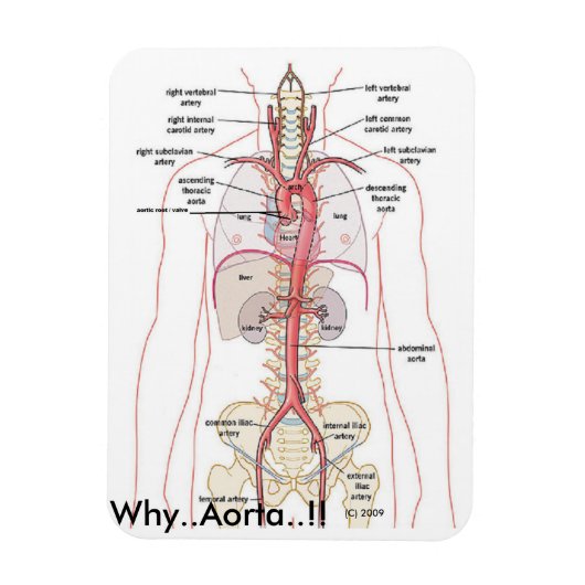 WAAROM...Aorta..!! Aorta-anatomie Magneet (Verticaal)
