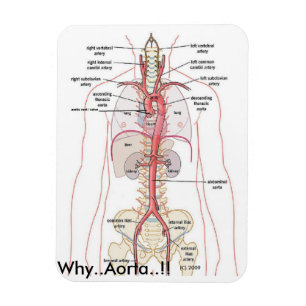 WAAROM Aorta!!! Aortische anatomie Magneet